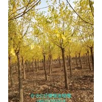 金枝槐高接矮接6公分8公分10公分12公分15公分