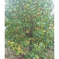 供應(yīng)大規(guī)格雞爪槭紅楓羽毛楓櫻花海棠紅梅桂花