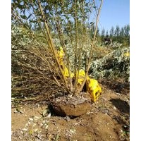 東北銀柳/銀芽柳