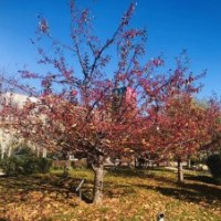 北美海棠3cm-18cm（品種多樣）