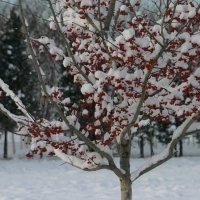北美山楂10cm-12cm（綠山楂冬王）