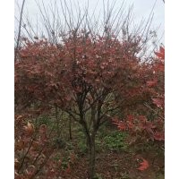 供應(yīng)精品雞爪槭紅楓羽毛楓櫻花海棠桂花紅梅樸樹