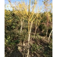 直供花灌木、球形植物、樟樹