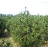 1米華山松大量出售--1米華山松出售