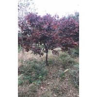 供應(yīng)精品雞爪槭紅楓海棠羽毛楓櫻花紅梅桂花叢生香樟