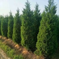 2019年塔柏樹苗價格表