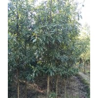 金絲楠木。香樟。柏木。桂花。紅葉石楠。濕地松。,3-8公分大量貨