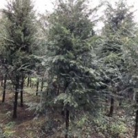 低價(jià)處理桂花、紅豆杉