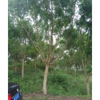 出售藍(lán)花，15公分到25公分的