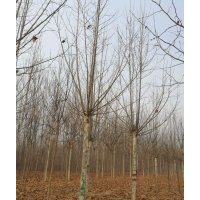 15公分國槐價格