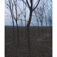 8公分五角楓三級(jí)樹5000顆出售