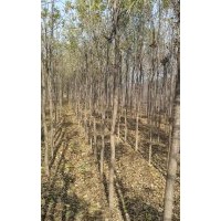 供應(yīng)3㎝一22cm白蠟，3㎝一10㎝國槐，西府海棠，欒樹