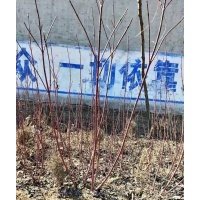 紅瑞木，大葉黃楊，連翹，丁香，金葉女貞，小葉黃楊，金葉榆，北