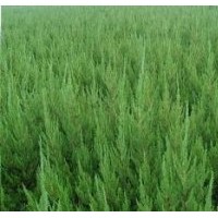 苗圃直銷1.5米蜀檜大量供應 蜀檜基地