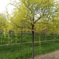 金葉榆的市場報價是怎樣的