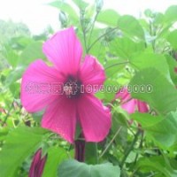 產(chǎn)地直銷木槿苗，3元一棵