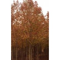 大量批發(fā)5-15公分楓香20公分楓香價(jià)格