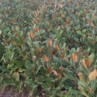 15公分廣玉蘭價格廣玉蘭小苗報價