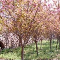 現(xiàn)在8公分日本晚櫻報價，批發(fā)晚櫻銷售