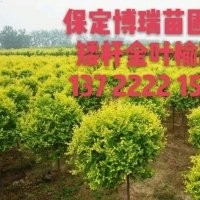 金葉榆基地，合歡價(jià)格，法桐報(bào)價(jià)，河北金葉白蠟