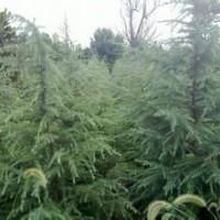 供應雪松3米20000棵85裝車南京貨