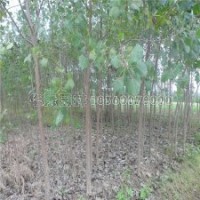 國內(nèi)***的楊樹苗產(chǎn)地分布在哪里？