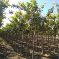 5公分 6公分 8公分 國槐速生