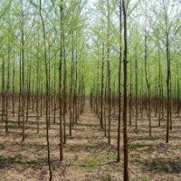 造型好、質(zhì)量好的柳樹的批發(fā)價格