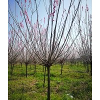 紹興地區(qū)原生紅梅供應(yīng)