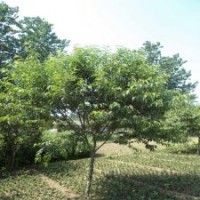 桃樹基地2公分桃樹苗的價(jià)格