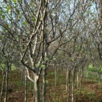 12公分垂絲海棠，裝車價(jià)850元，江蘇貨源