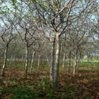 10公分垂絲海棠，裝車價(jià)640元，江蘇貨源