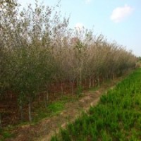 產(chǎn)地直銷5公分的垂絲海棠，精品貨源