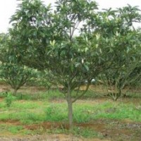 大量供應(yīng)各種規(guī)格枇杷樹銀杏樹批發(fā)價格