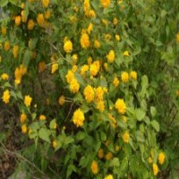 冠幅80公分棣棠球的批發(fā)價格_優(yōu)質貨源