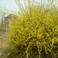 金鐘連翹與連翹哪種價格便宜