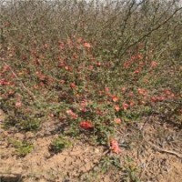 江蘇地區(qū)_廠家直銷貼梗海棠樹_一手貨源