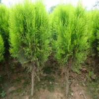 最小規(guī)格的灑金柏的價(jià)格