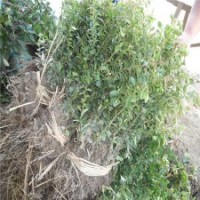 冠幅150公分火棘球價格86元一棵