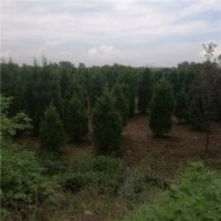 江蘇塔柏基地200公分高塔柏的價(jià)格