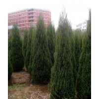 刺柏（塔柏、檜柏、圓柏）