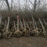 紅梅基地紅梅小苗的價(jià)格