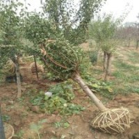 最新紅梅小苗的單價(jià)