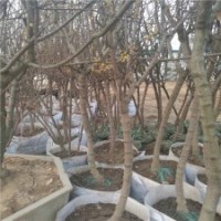廠家直銷4公分的臘梅樹，裝車
