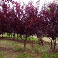 供應3-10公分紅葉李價格