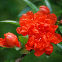 花石榴基地大量優(yōu)質(zhì)花石榴苗，品質(zhì)保證