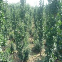 2.5米高北海道黃楊的價格是15元，保證質(zhì)量