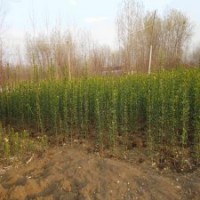 大型的北海道黃楊基地，1.2米的報價是3.5元