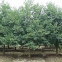 自產(chǎn)自銷(xiāo)供應(yīng)15公分杜英價(jià)格 南京杜英基地