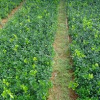 湖南綠化苗木花木無(wú)刺枸骨小苗無(wú)刺枸骨造型無(wú)刺枸骨球